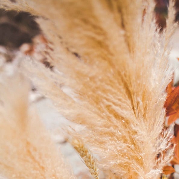 Branche de Pampas Naturel ~1m50 (1pc)