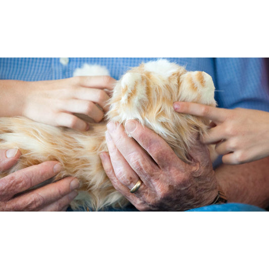 Peluche Chat Interactif pour personne âgée