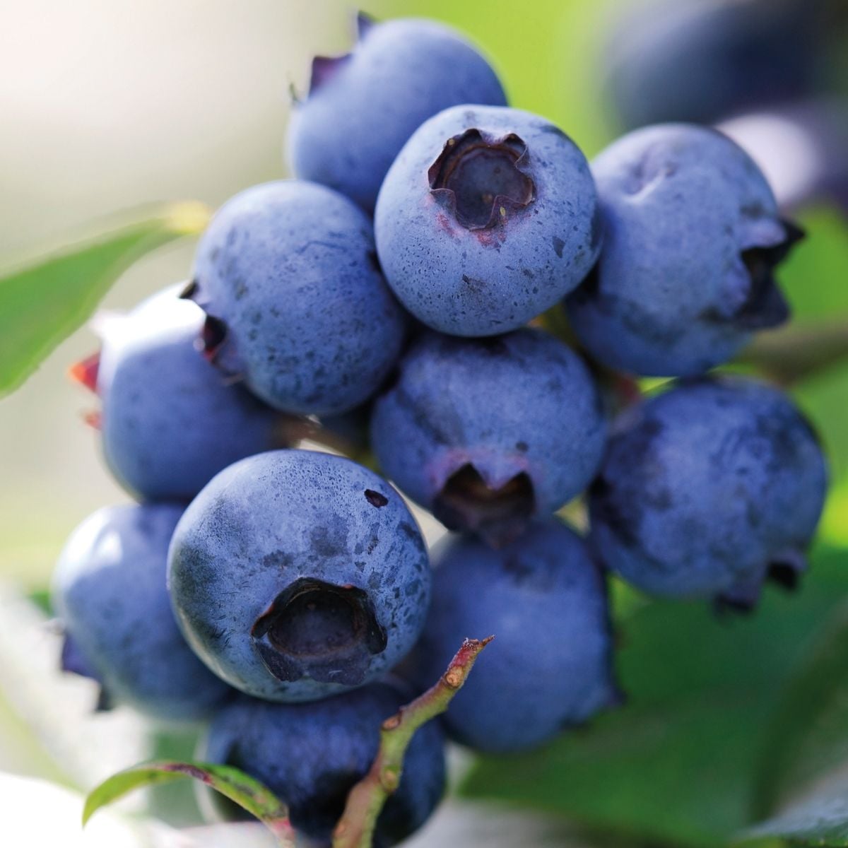 Pâte Aromatisante Myrtille (120g)