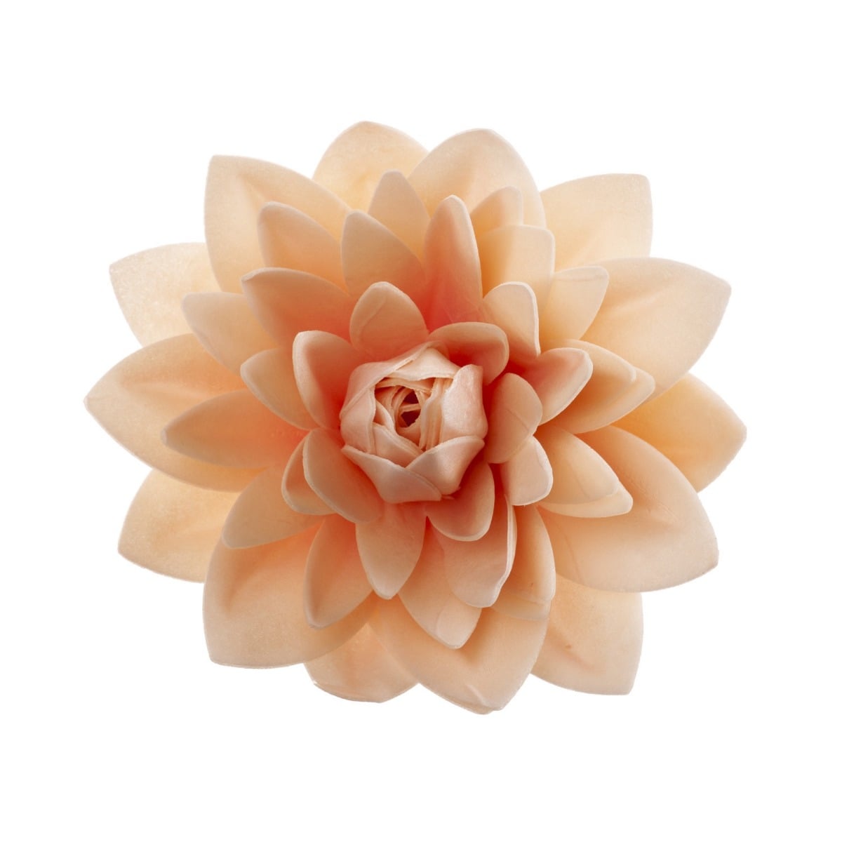 Dahlia en azyme géante Ø12.5cm - Pêche