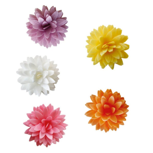 Dahlia colorées (5pcs)
