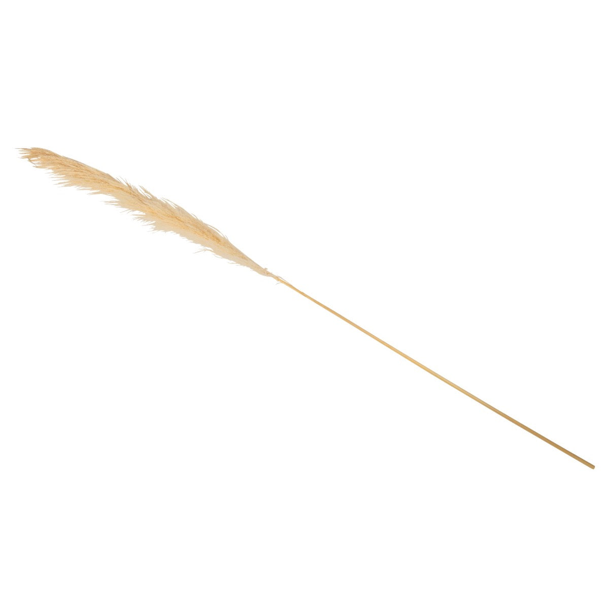 Branche de Pampas Naturel ~1m50 (1pc)