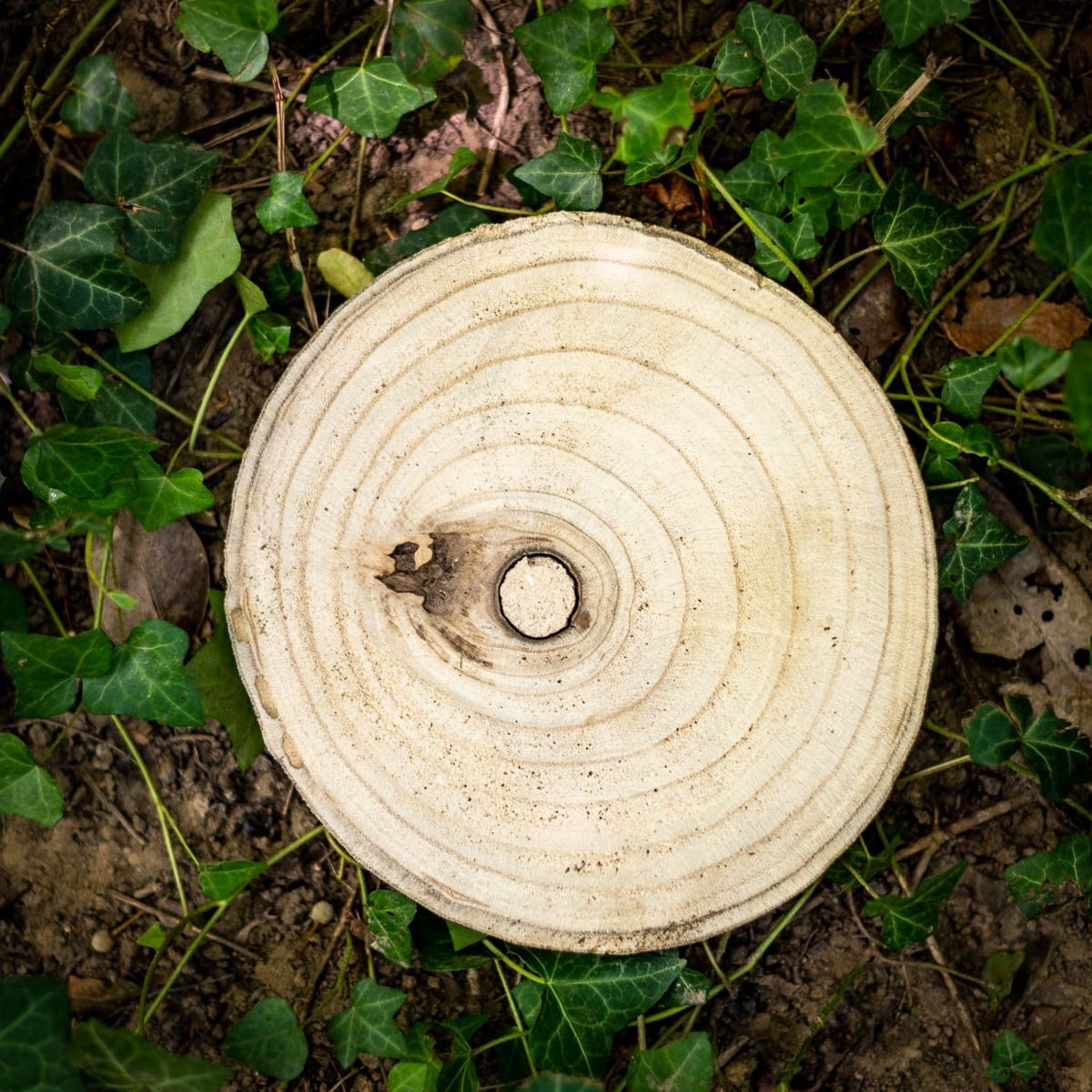 Rondin en bois - 20cm