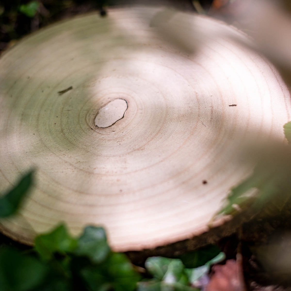 Rondin en bois - 25cm