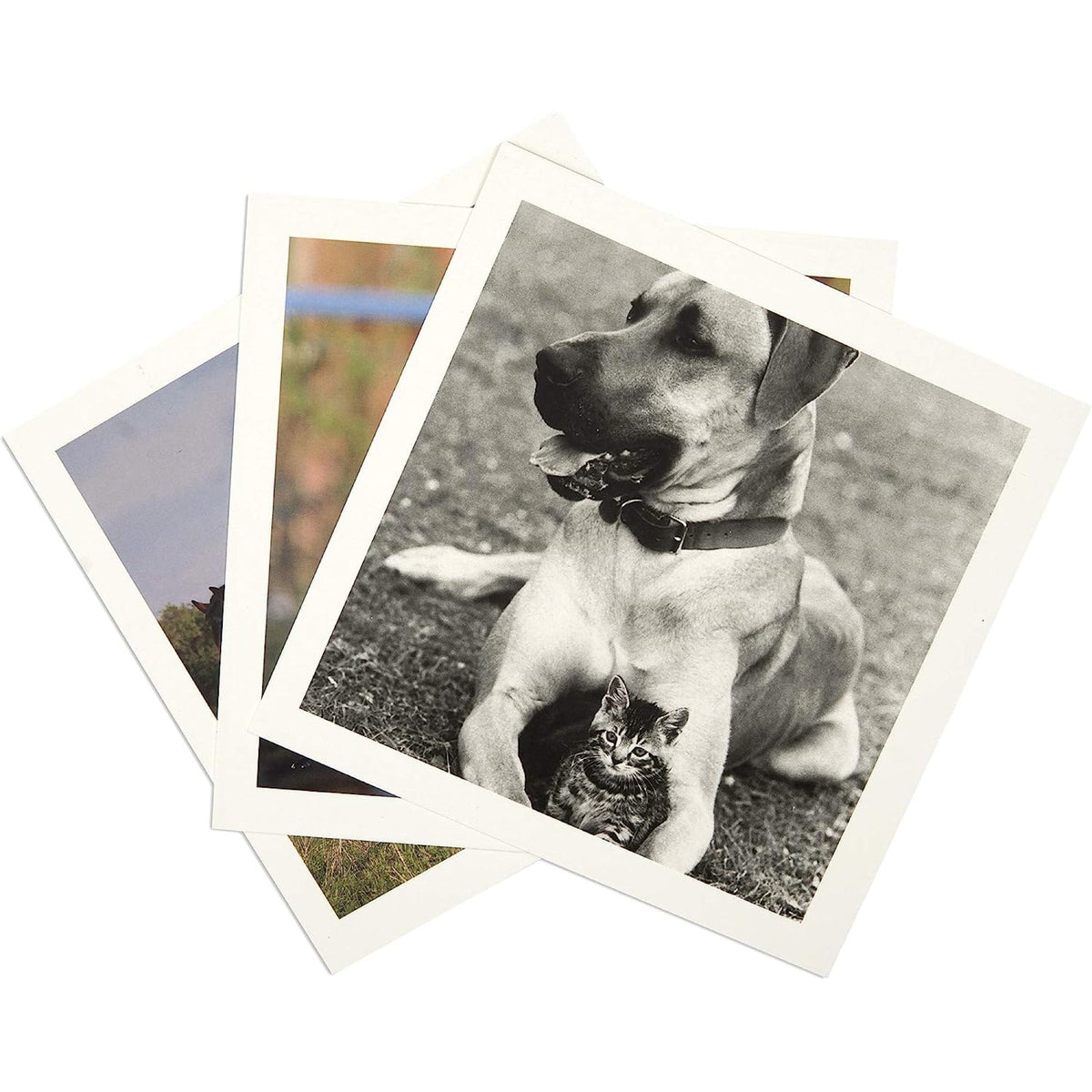 Memory cards - Animals (English)