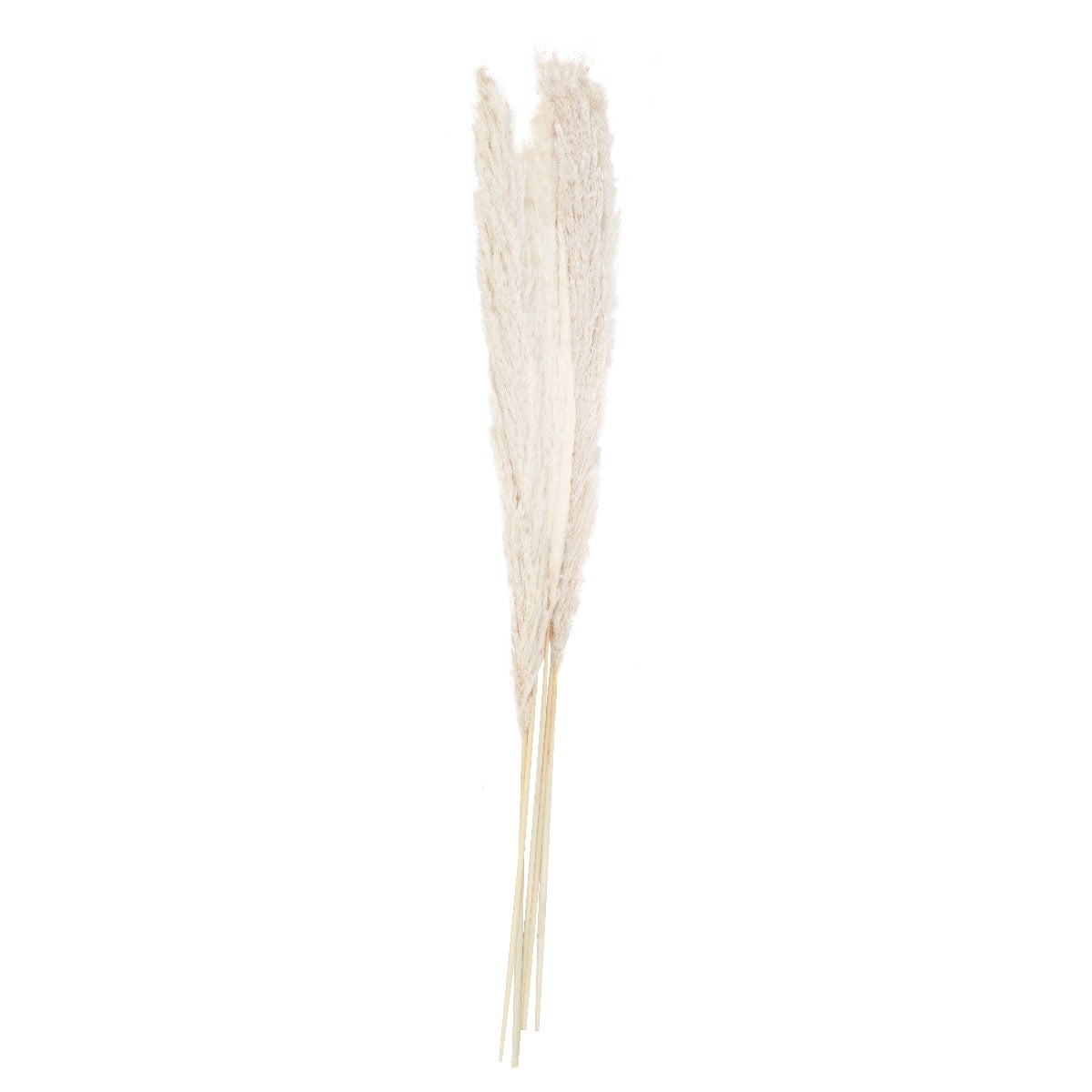 Tige de la Pampa Sechée - Blanche 90cm (5pcs)