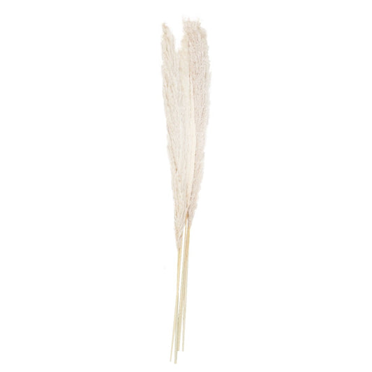 Tige de la Pampa Sechée - Blanche 90cm (5pcs)